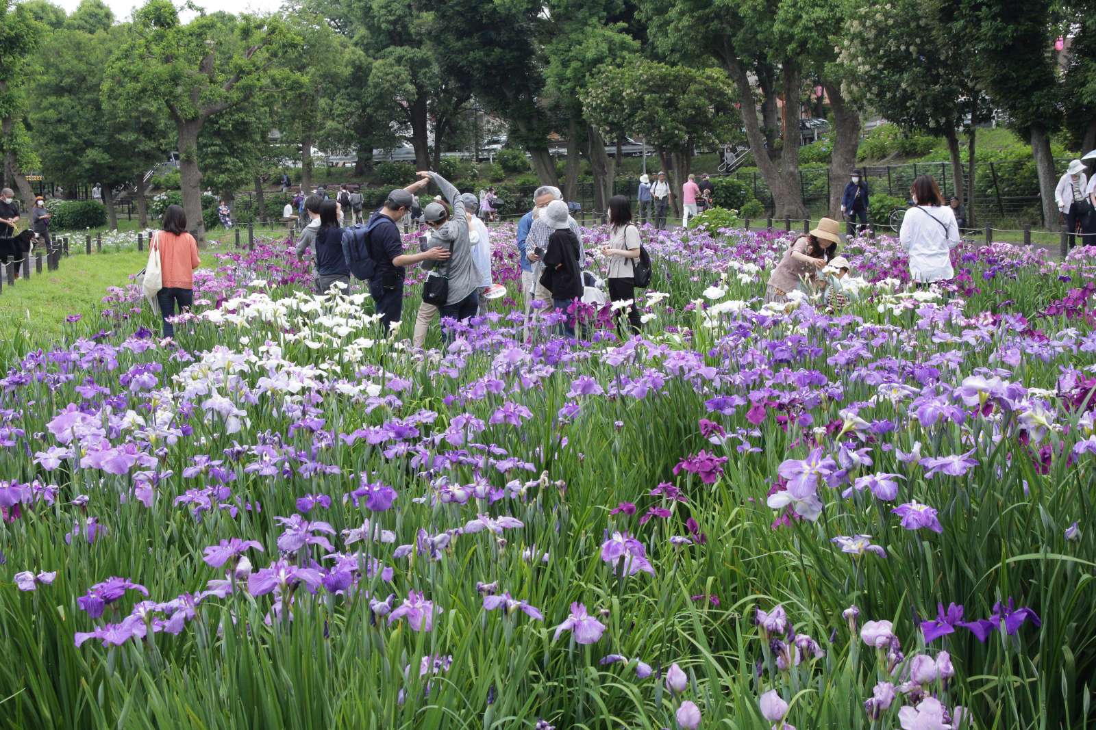 0189_ehk_iris_mizumoto-koen-iris--eos_220605_112548_2551