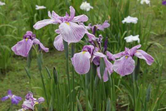 Tokyo Park Treasures: Iris in the Rainy Season | JAPAN Forward