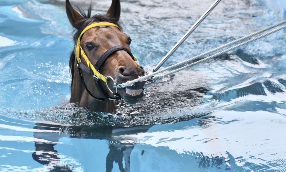 [Hidden Wonders of Japan] Beautiful racehorses take a therapeutic bath at JRA’s new facility
