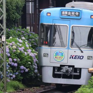 Hidden Wonders Keio Line Hydrangea 001