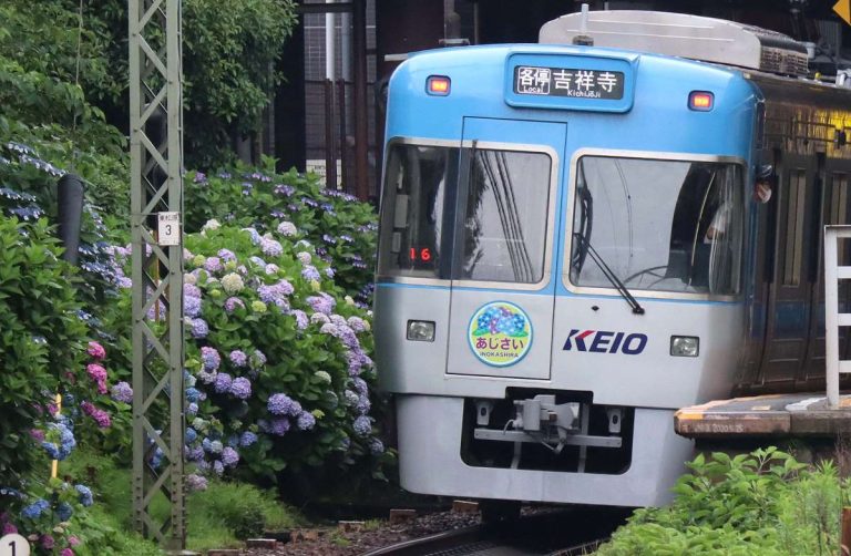 Hidden Wonders Keio Line Hydrangea 001