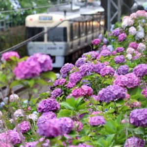 Hidden Wonders Keio Line Hydrangea 009