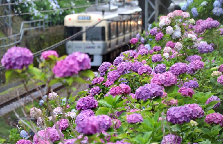 Hidden Wonders Keio Line Hydrangea 009