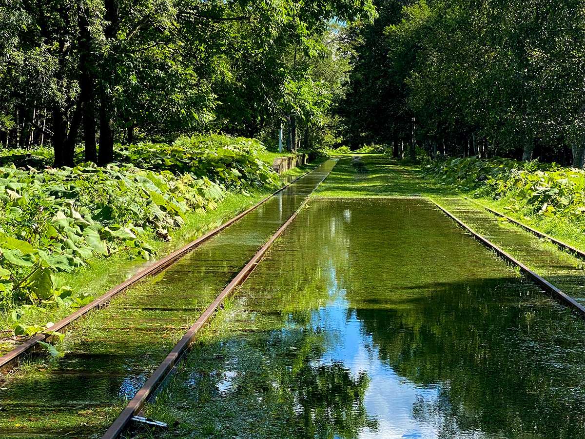 Untouched for 40 years, Hokkaido's Railway Overrun by Nature has