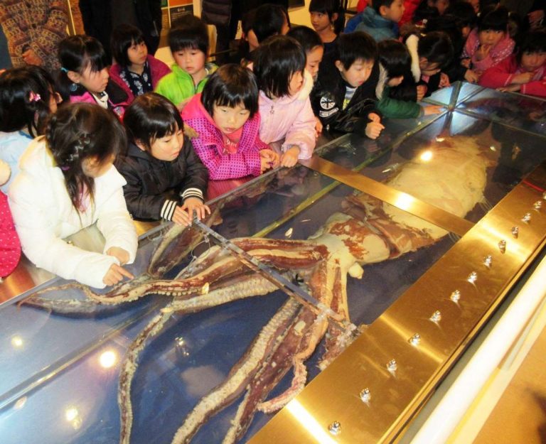 20160202 Giant Squid Tottori 001