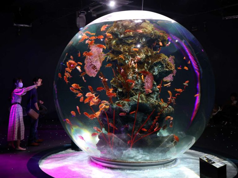 Japanese Aquariums: Otherworldly Beauty in a New Immersive Experience ...