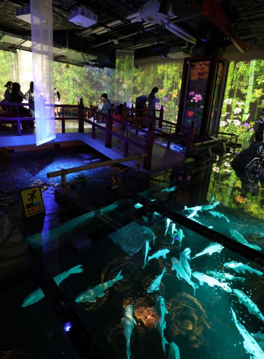 Japanese Aquariums Otherworldly Beauty in a New Immersive Experience
