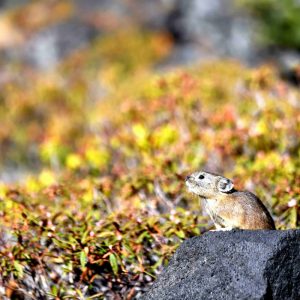 Northern Pika Hidden Wonders of Japan (7)_2_11zon