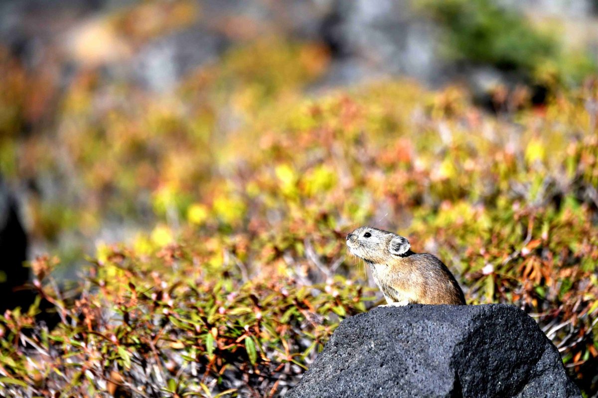 Northern Pika Hidden Wonders of Japan (7)_2_11zon