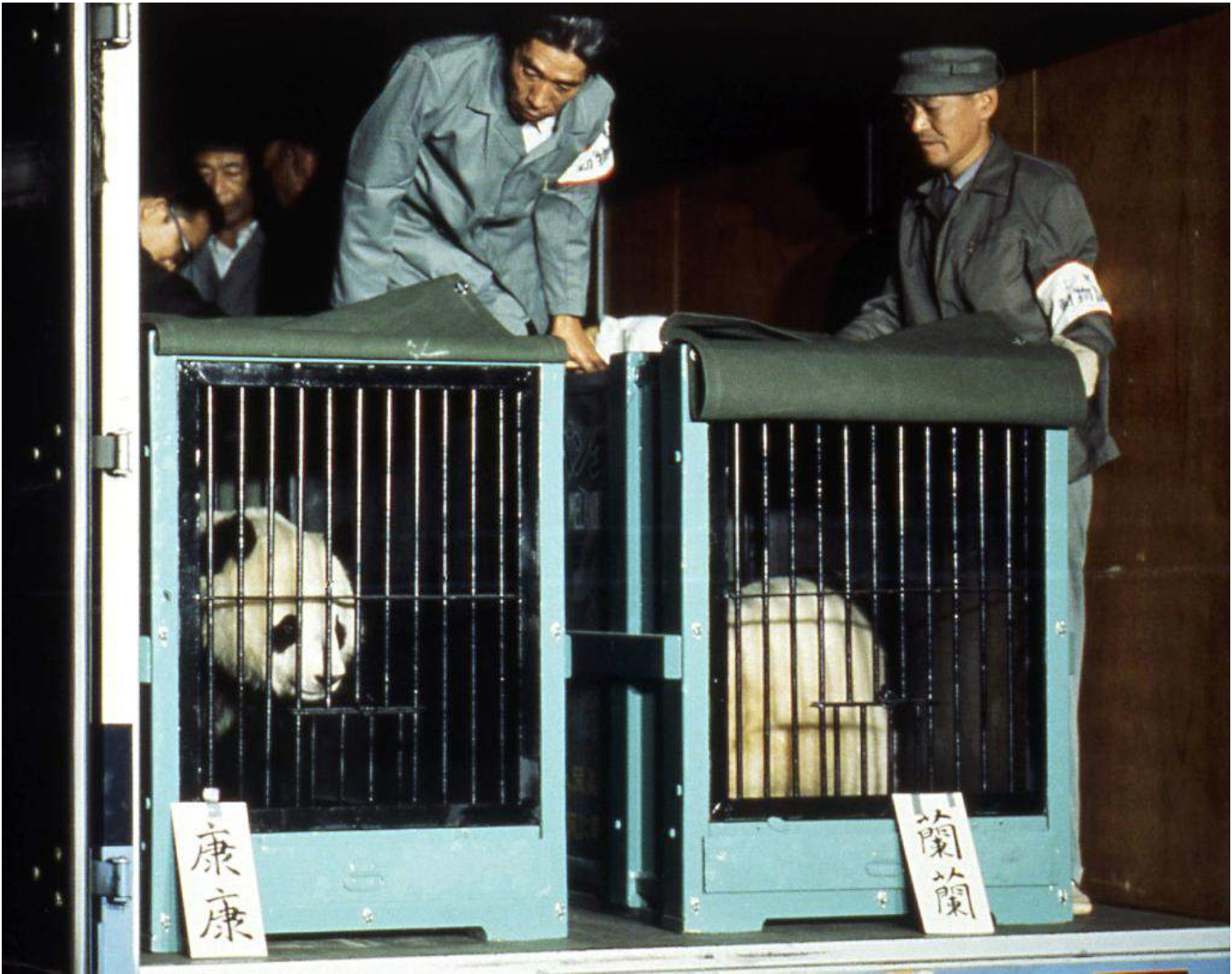 panda diplomacy