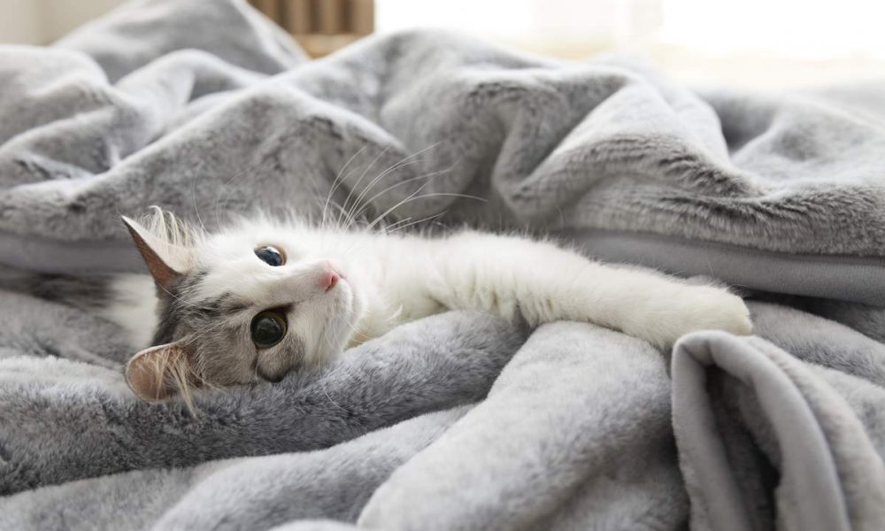 It's Purr-fect! The Ultimate Cat-Inspired Blankets for This Winter