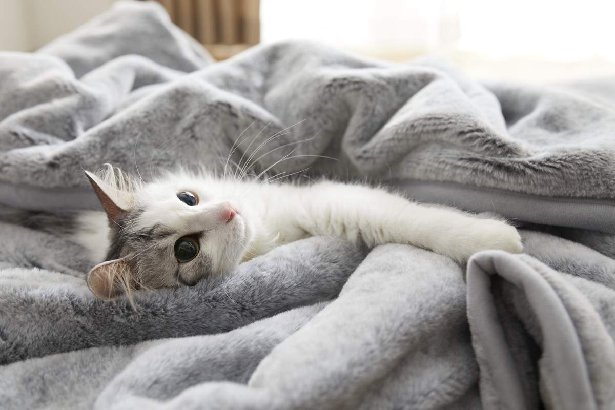 Grey cat online blanket