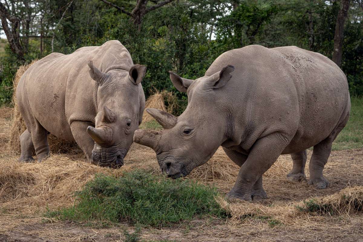 Northern White Rhinoceros | JAPAN Forward