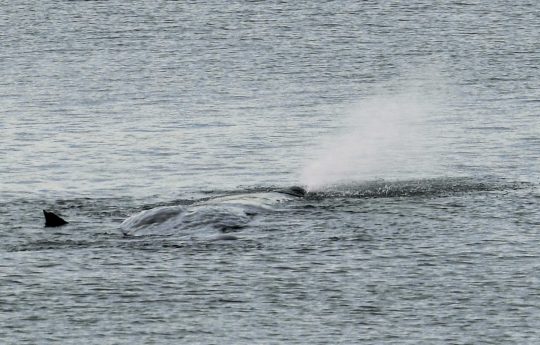 'Yodo-Chan' The Visiting Whale Weakens, Dies In Osaka Bay After ...