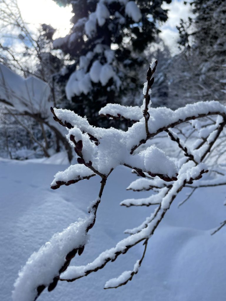 snowshoeing