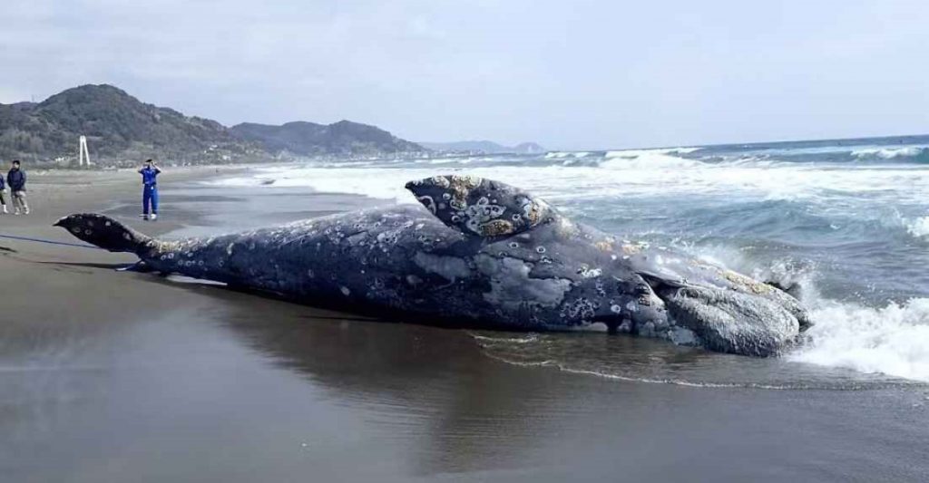 gray whale