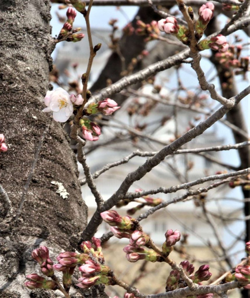 cherry blossoms