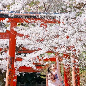 20220401 Sakura Someiyoshino Cherry Blossoms Kyoto