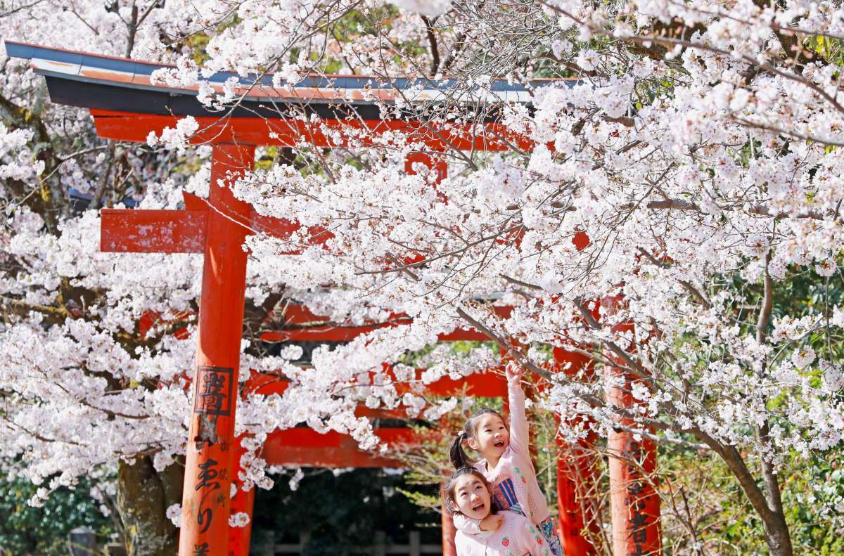 Why is the Cherry Blossom Experiencing a 'Generational Shift'?