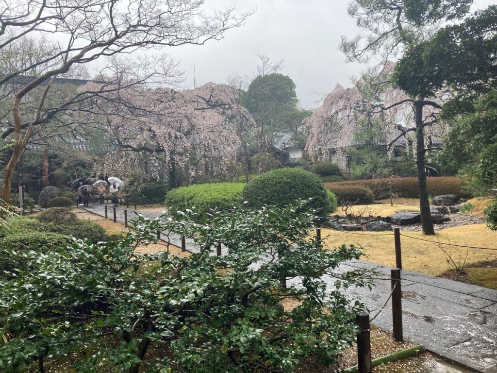 sakura Kawagoe