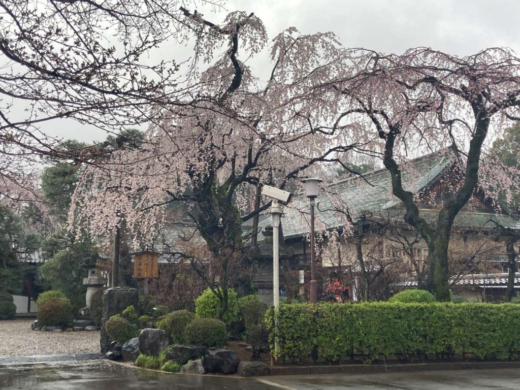 Sakura Kawagoe