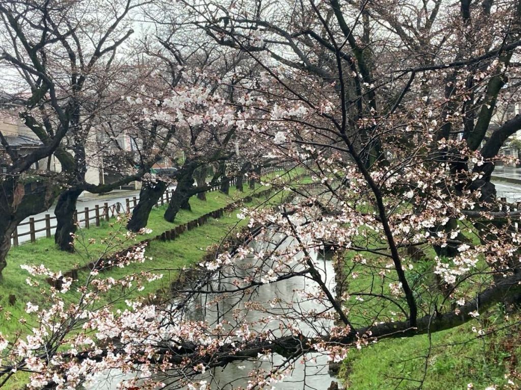 Cherry Blossoms, Animals and the Edge of the Earth - Culture - Japan Travel