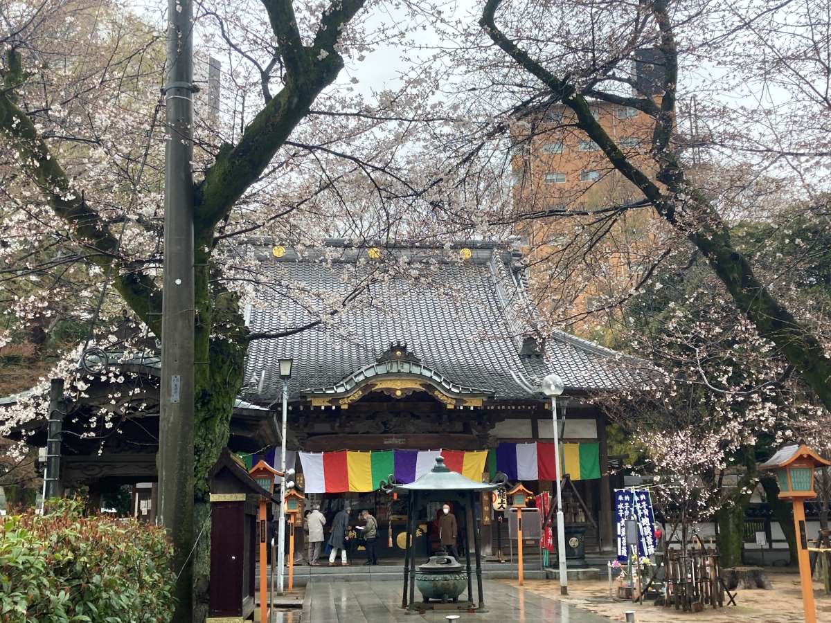 Sakura Blossoming in Kawagoe Bring a Colorful Edge to Little Edo