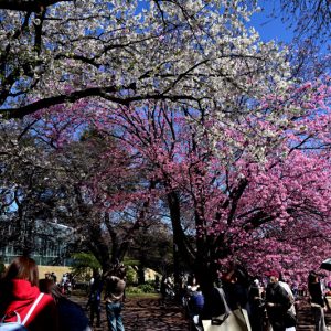 桜開花13