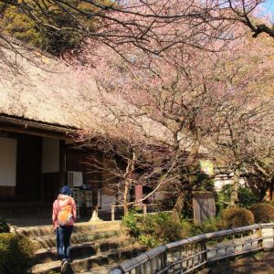 plum blossoms