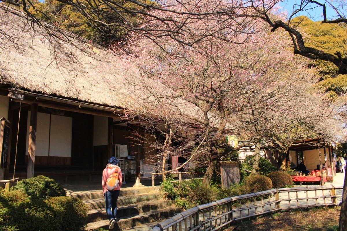 plum blossoms