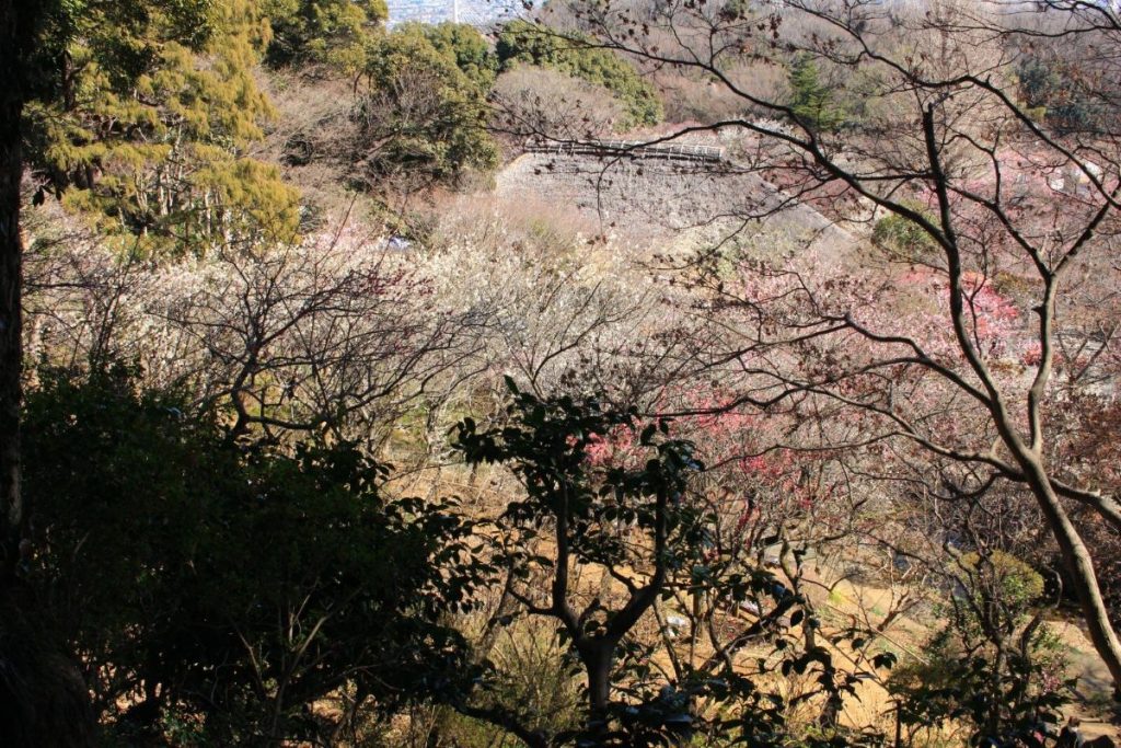 plum blossoms