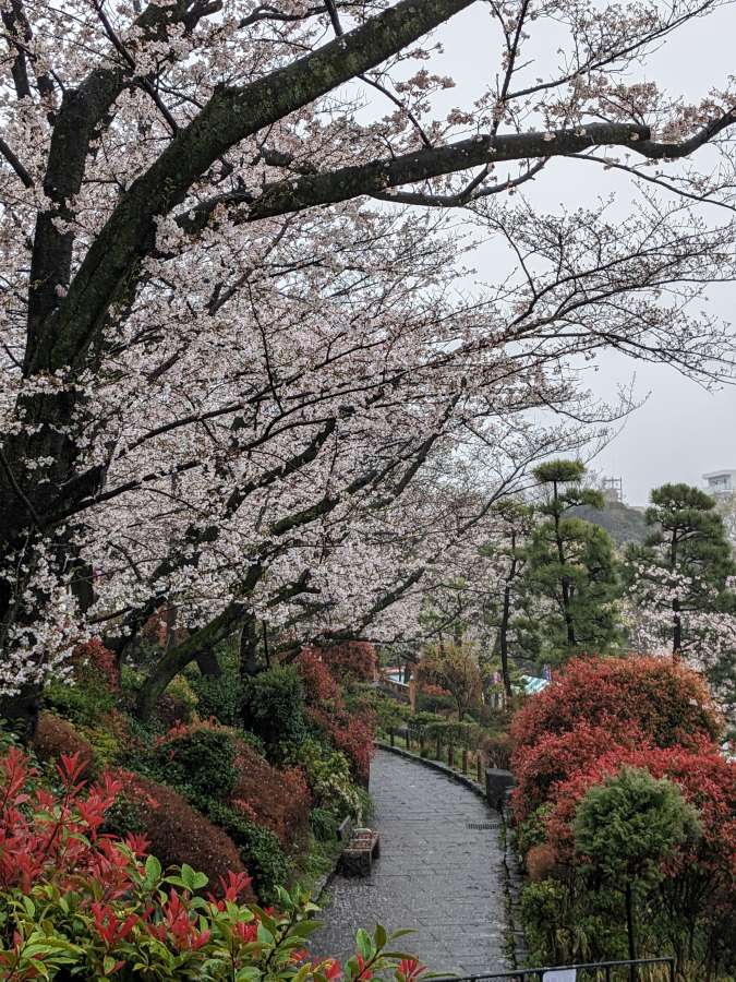 youtube visit japan sakura