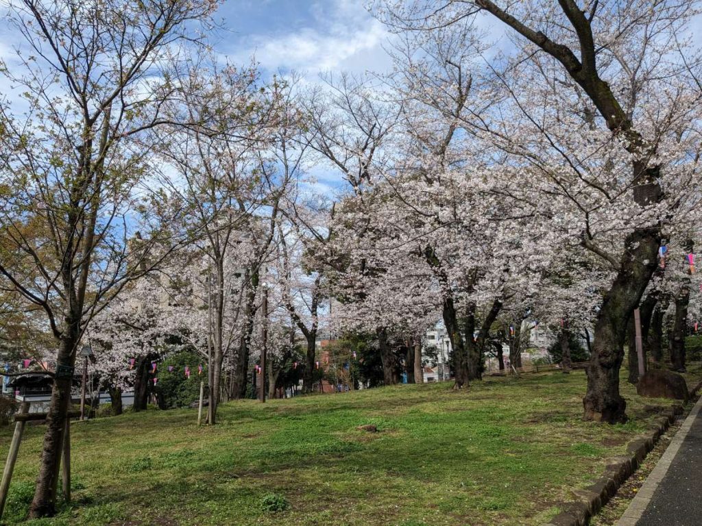 youtube visit japan sakura