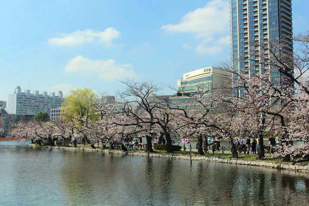 youtube visit japan sakura