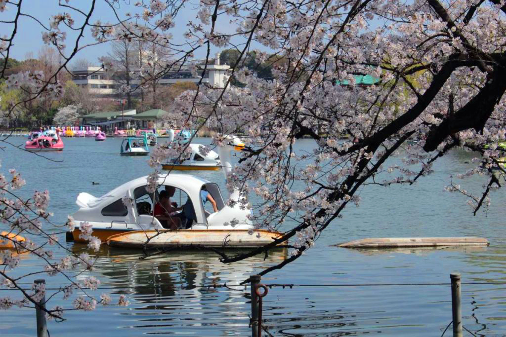 youtube visit japan sakura