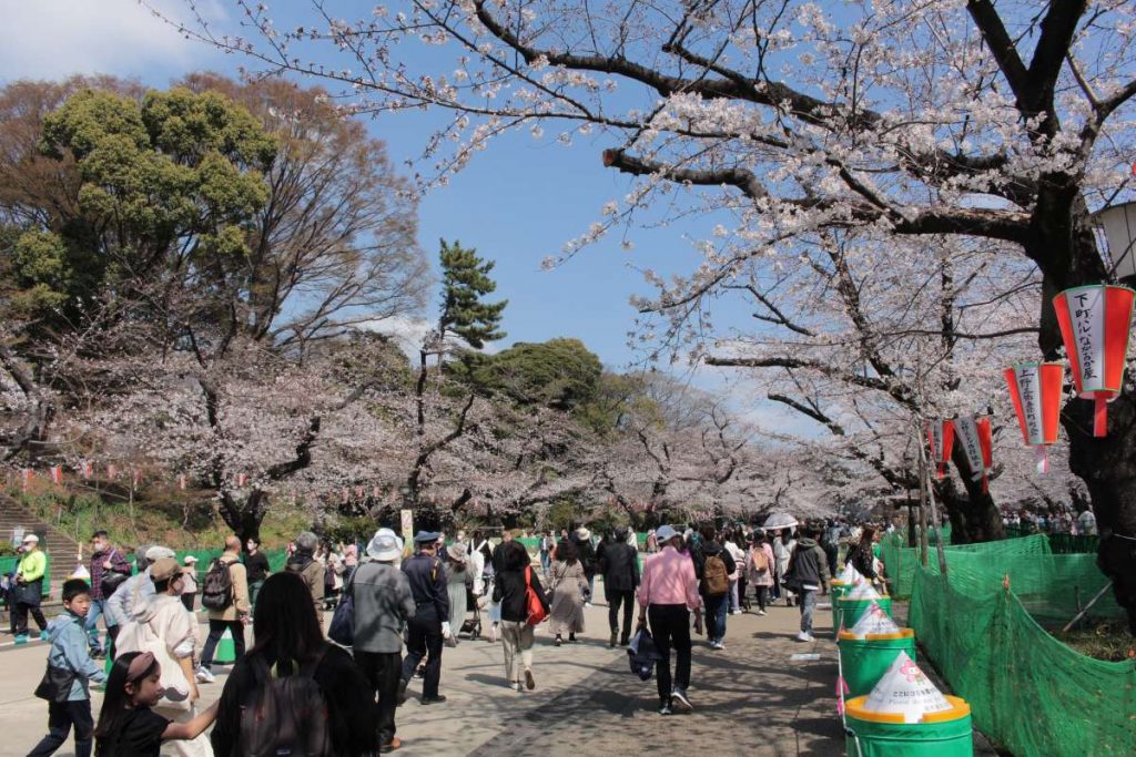 youtube visit japan sakura