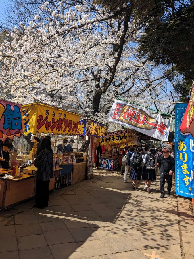 youtube visit japan sakura