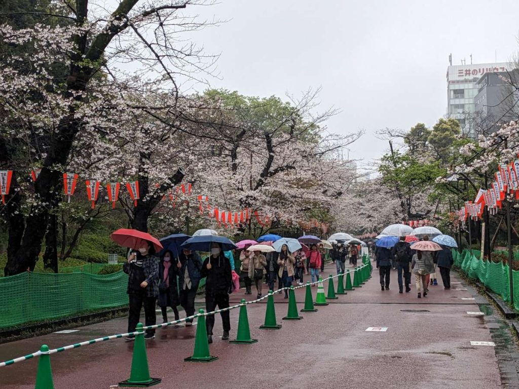 youtube visit japan sakura