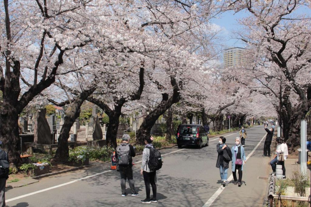 youtube visit japan sakura