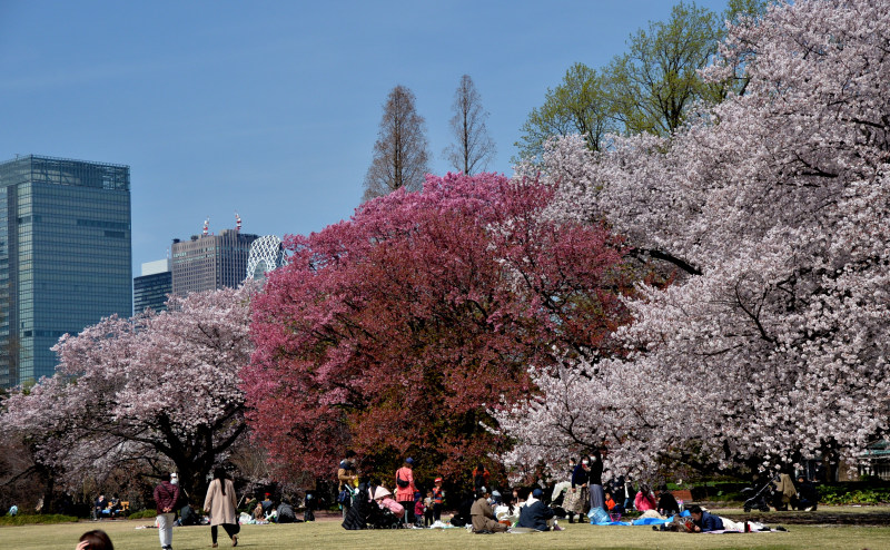 sakura