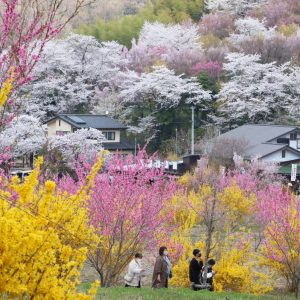 20230402 Hanamiyama Fukushima 001