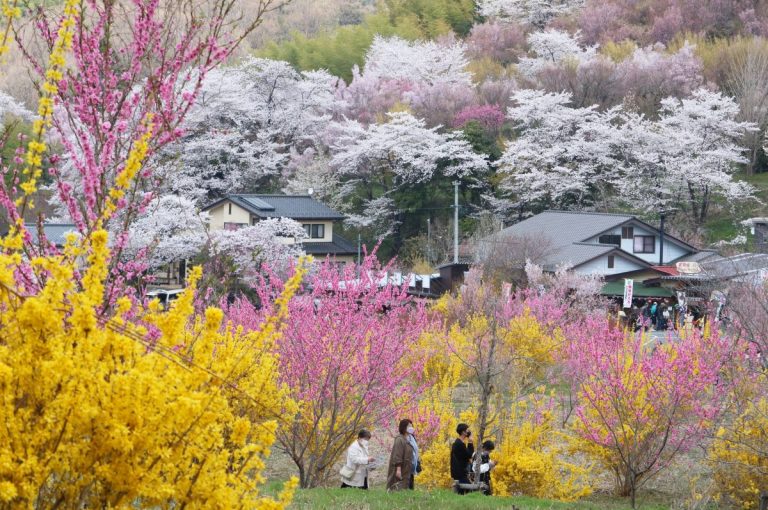 20230402 Hanamiyama Fukushima 001