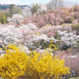 20230402 Hanamiyama Fukushima 005