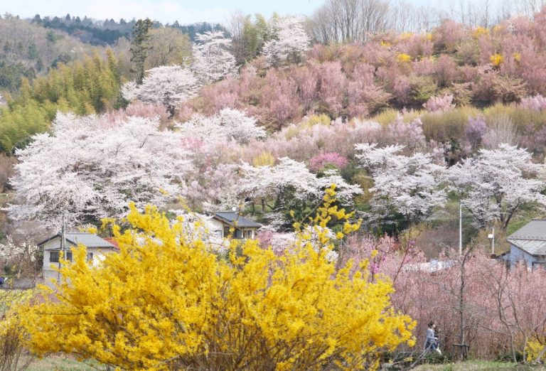 20230402 Hanamiyama Fukushima 005