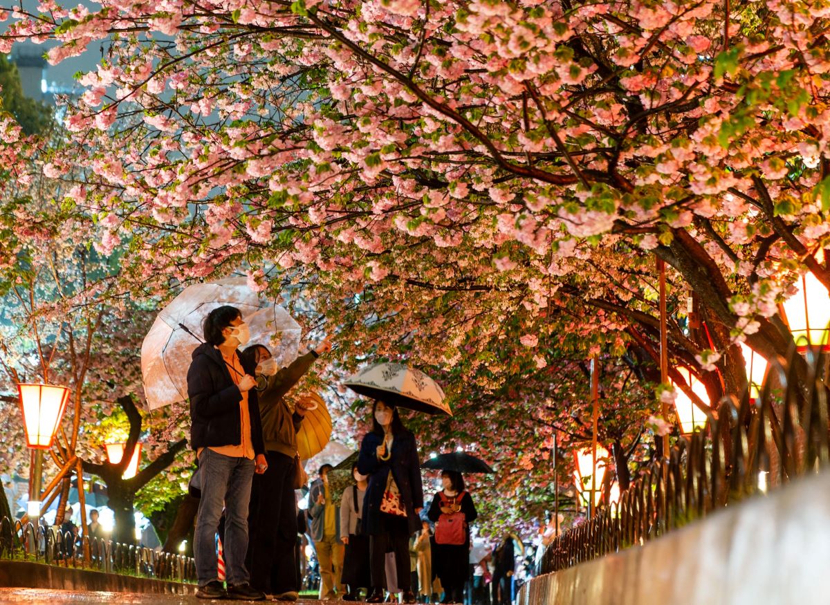 [Hidden Wonders of Japan] Breathtaking 'Cherry Blossom Passage' in