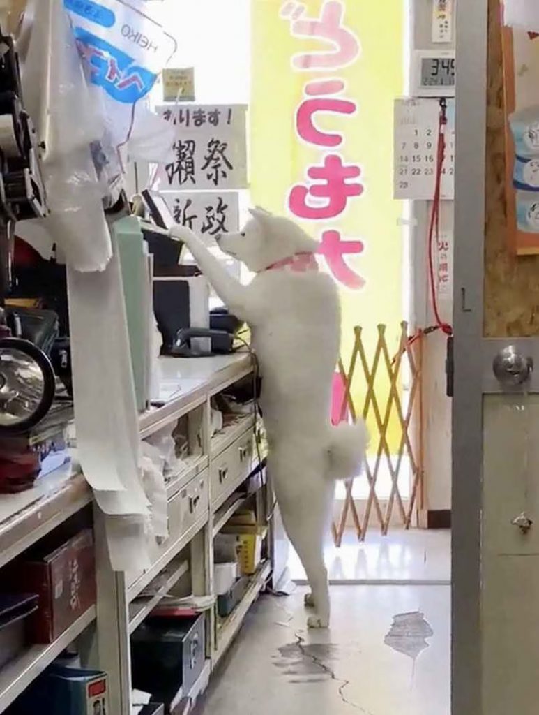 Hidden Wonders of Japan] Two Akita Dogs 'Working' in a Liquor Shop Go Viral