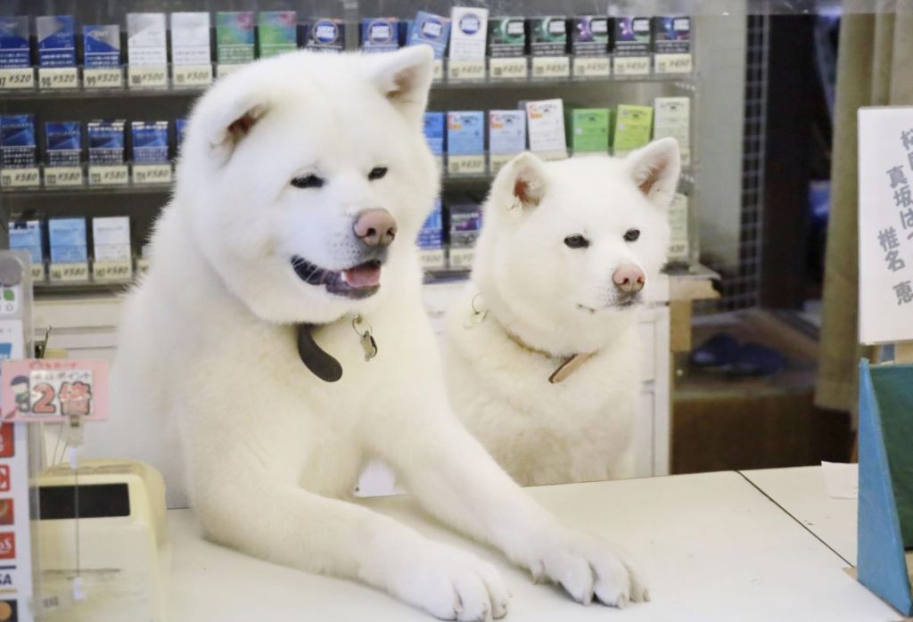 Hidden Wonders of Japan] Two Akita Dogs 'Working' in a Liquor Shop Go Viral