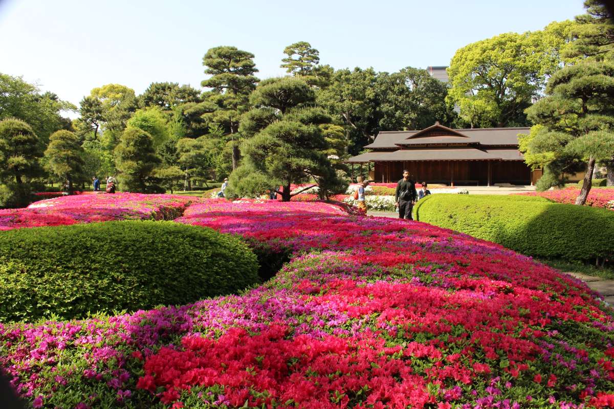 Four Amazing Azalea Spots in Tokyo to See in a Day | JAPAN Forward