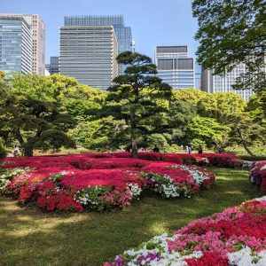 azaleas