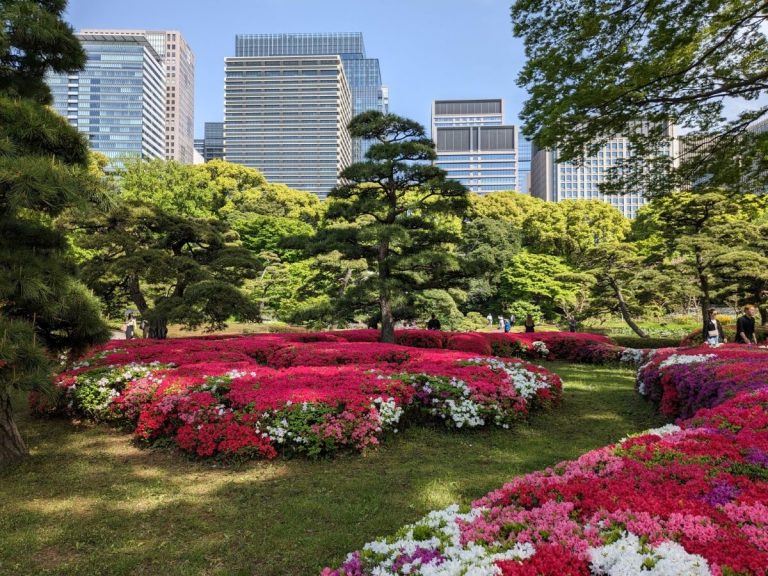 azaleas